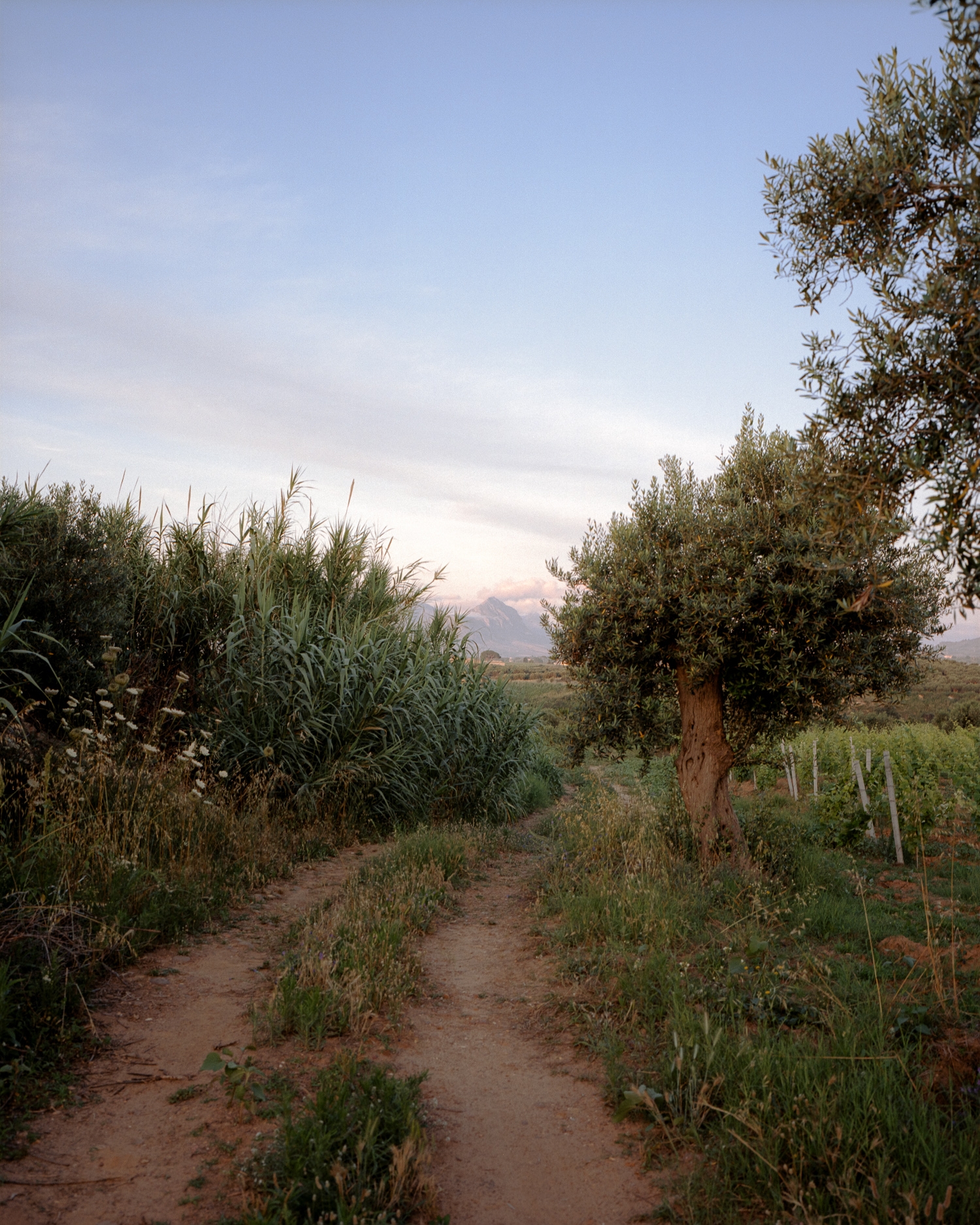 Between Vineyards and Olive Trees banner